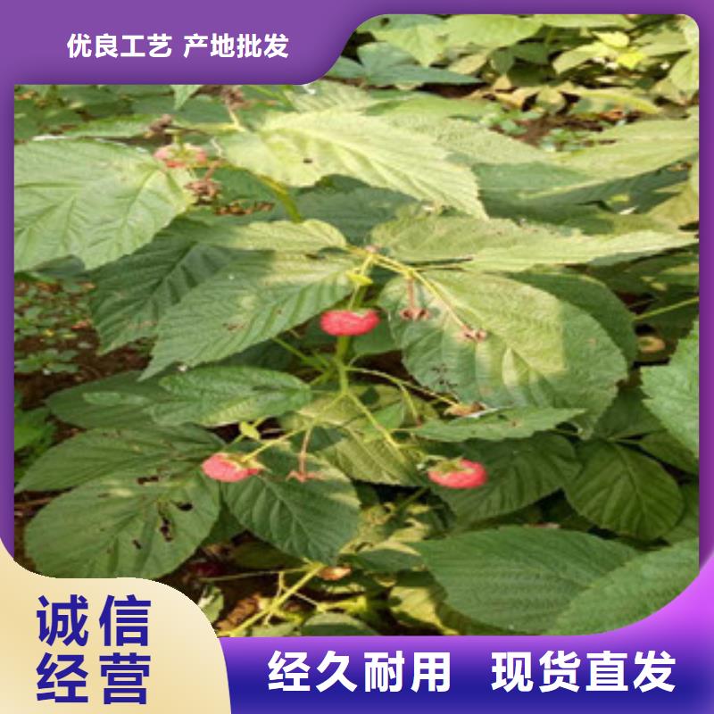 树莓苗产地一站式供应
