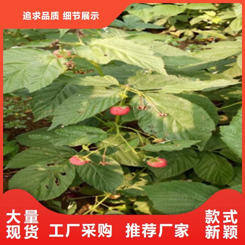 口碑好的树莓苗基地大库存无缺货危机