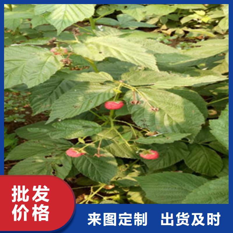 树莓苗低于市场价