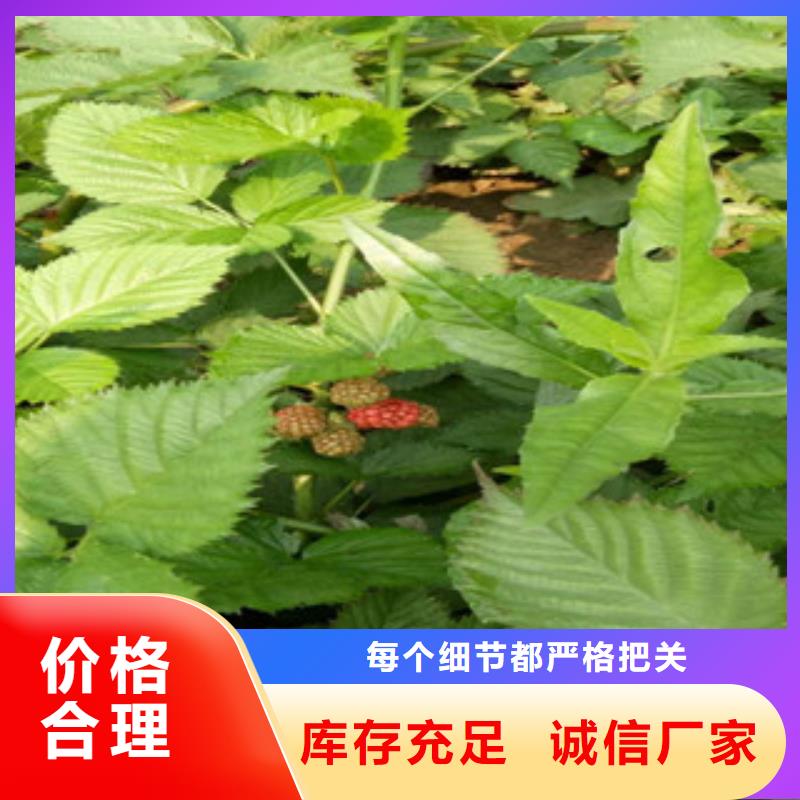 树莓苗-厂家为您在线服务