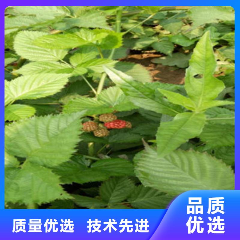 树莓苗大厂家买的安心厂家直销供货稳定