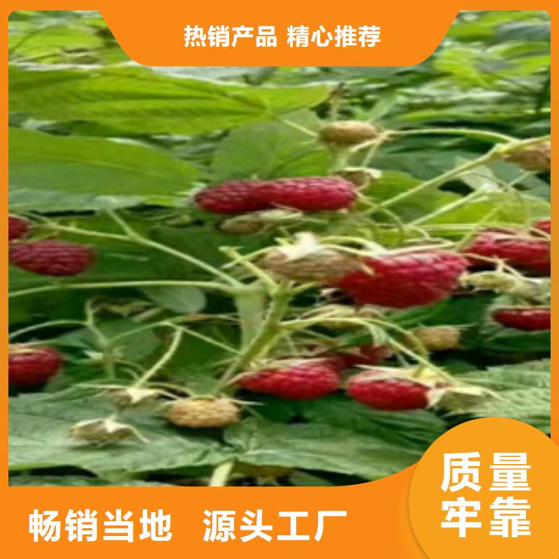 树莓苗直供厂家