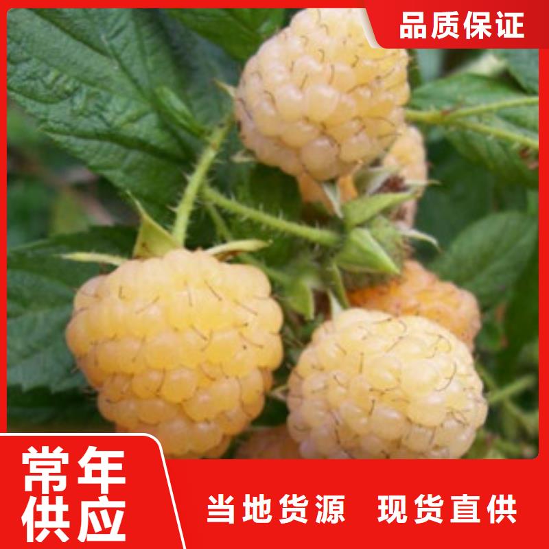 树莓苗行业品牌厂家