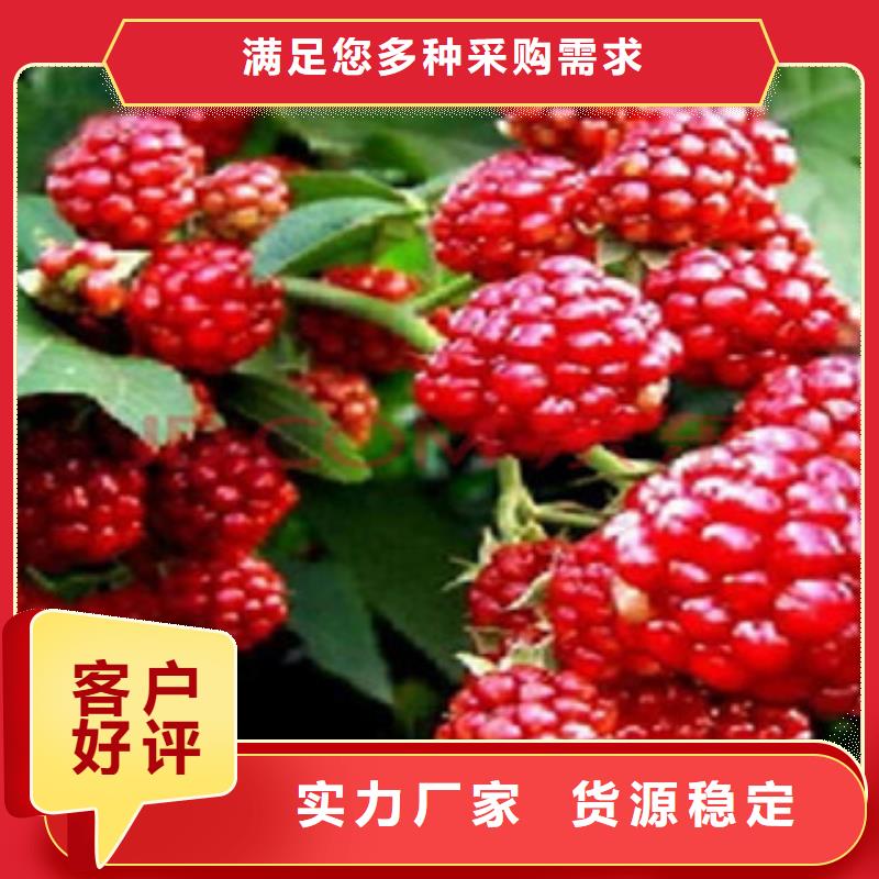 树莓苗老牌企业