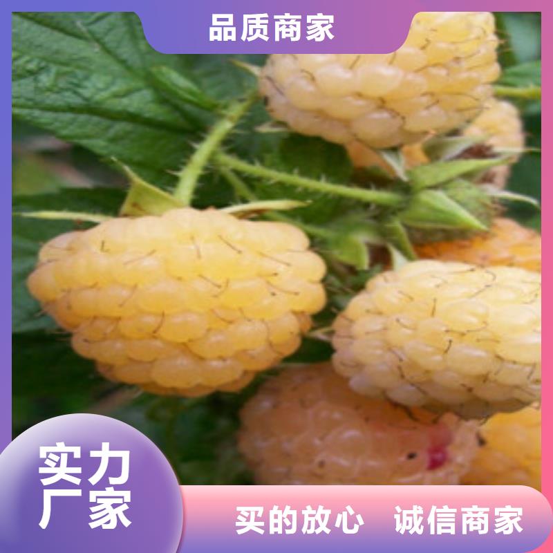 树莓苗直供厂家