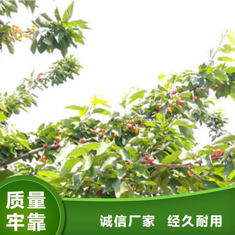 值得信赖的树莓苗经销商