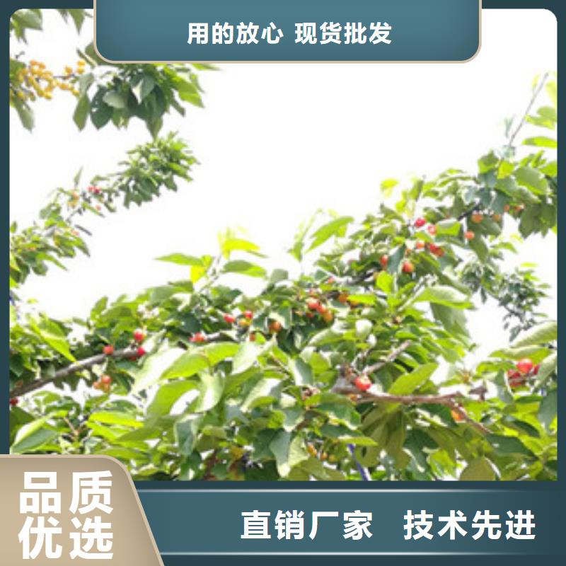 树莓苗-踏踏实实做产品