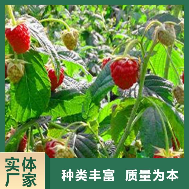 树莓苗定制-不另行收费