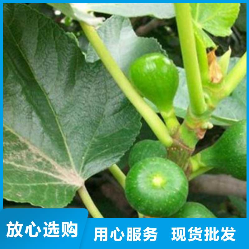 无花果苗批发价格用的放心