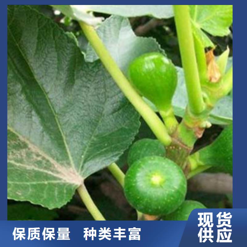 无花果苗质量认证
