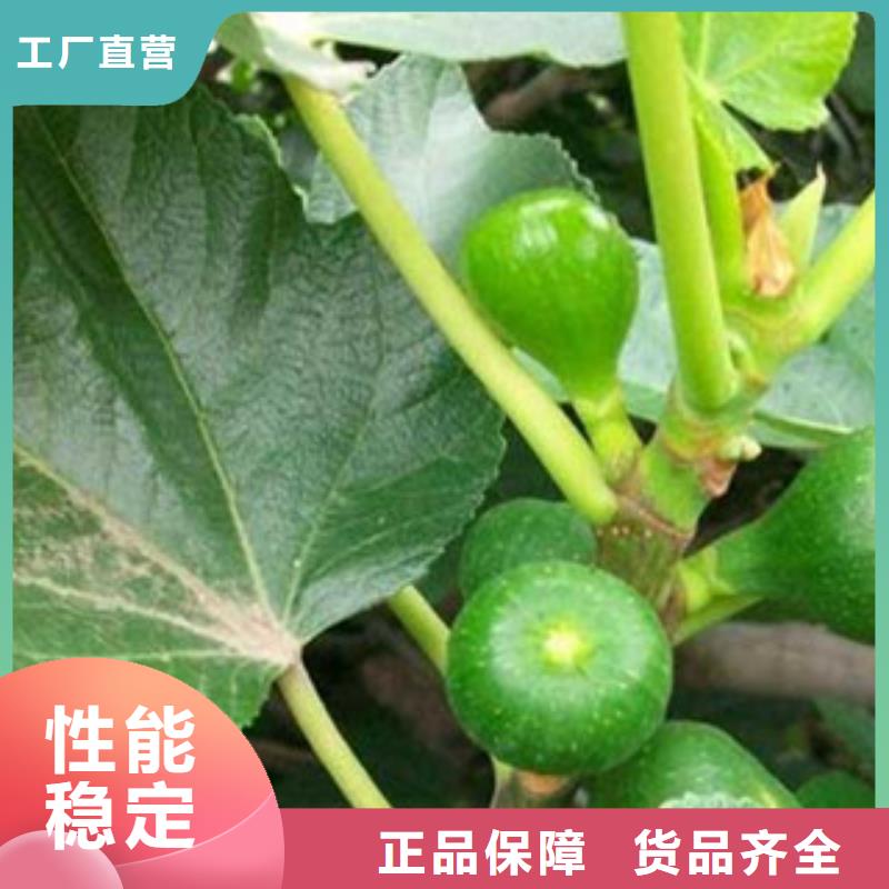 无花果苗发货快速