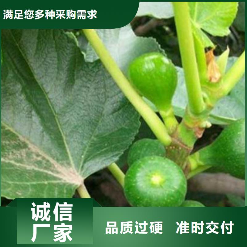 有现货的无花果苗供应商真诚合作