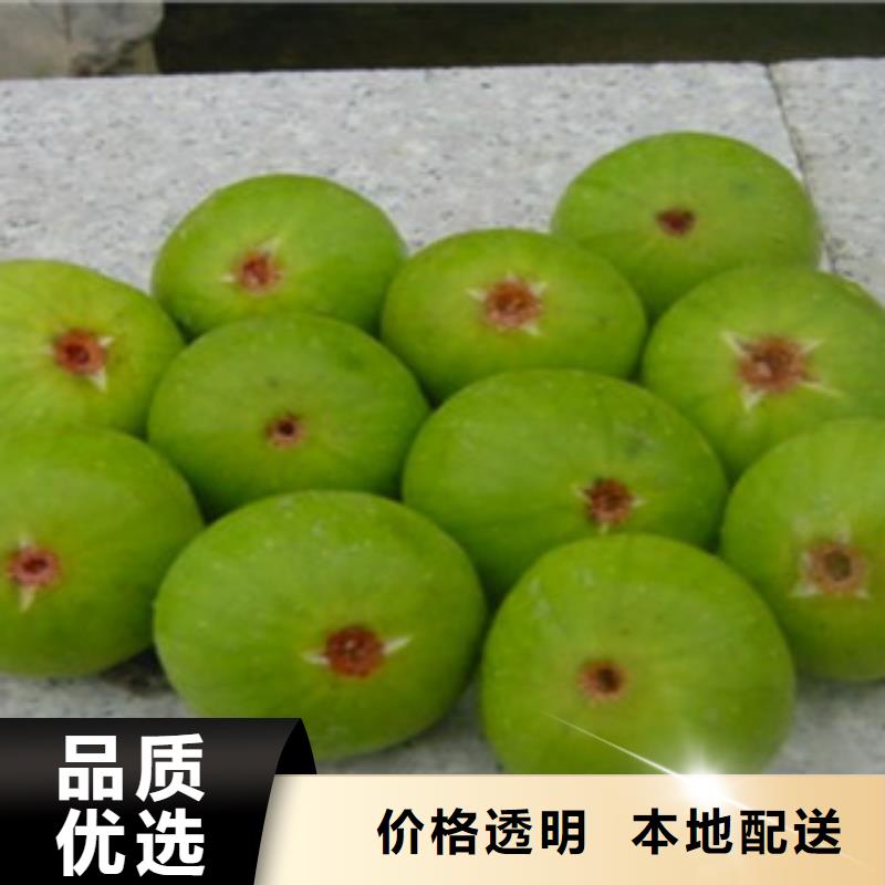 无花果苗工厂同城货源