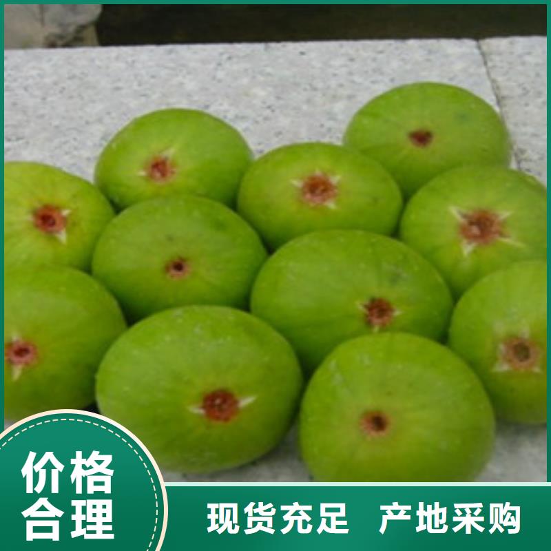 买无花果苗必看-来电咨询