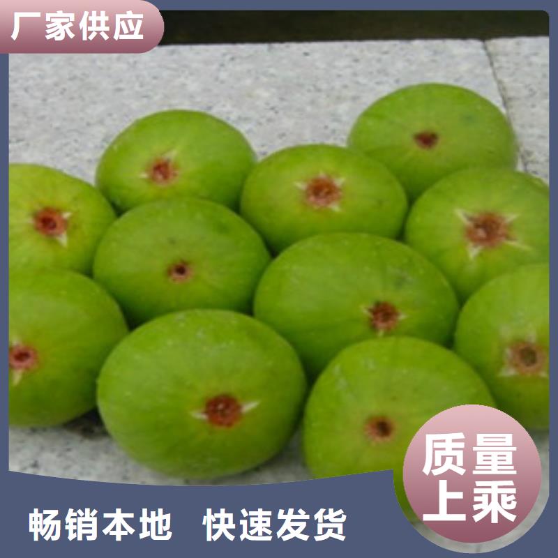 无花果苗采购认准大厂