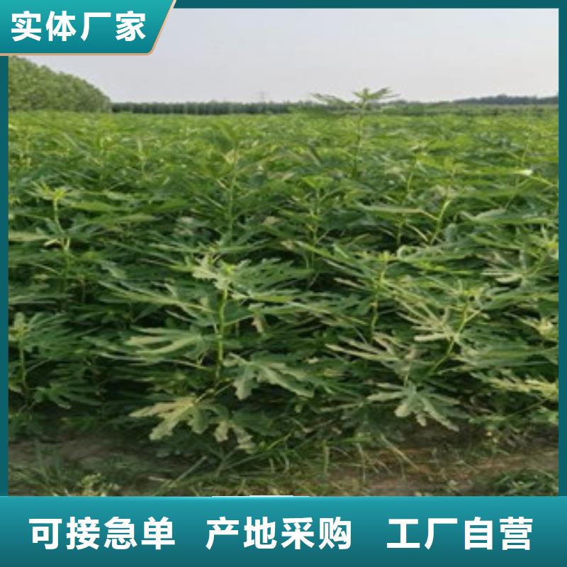 新闻：无花果苗生产厂家