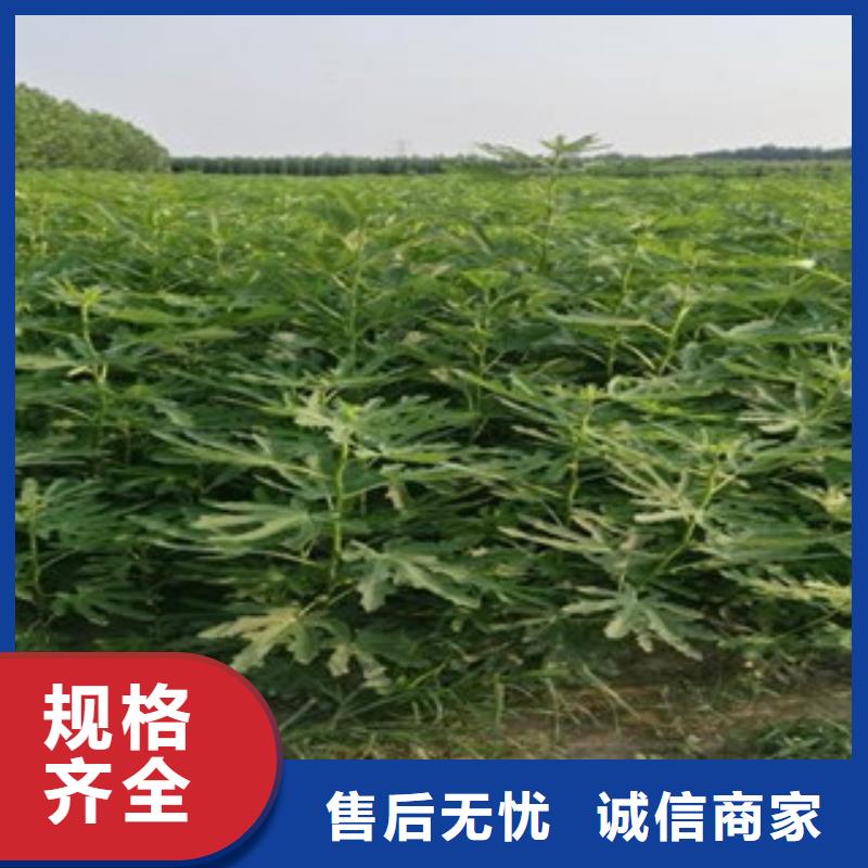 无花果苗厂家优选