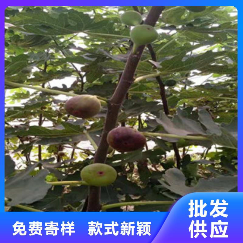 无花果苗供不应求