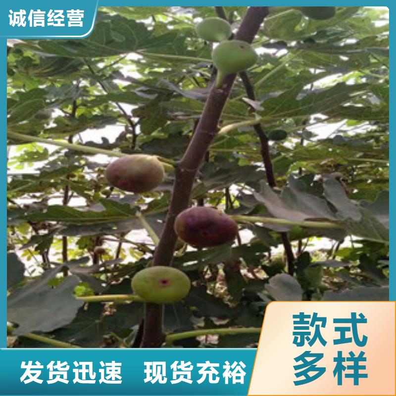 销售无花果苗专业设计