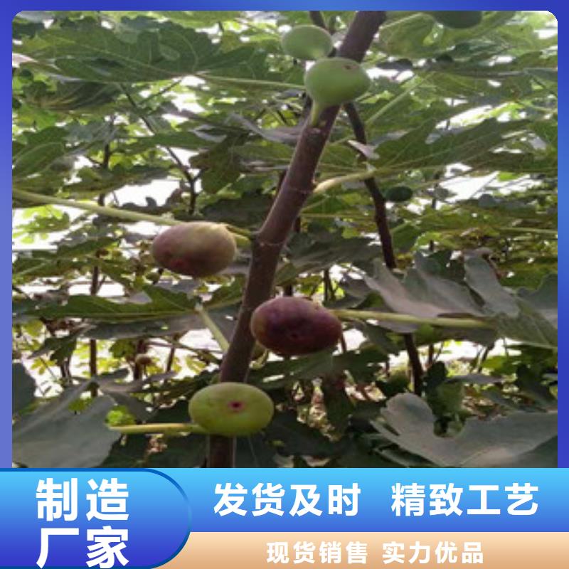 无花果苗规格库存充足_2025本地报价一致好评产品