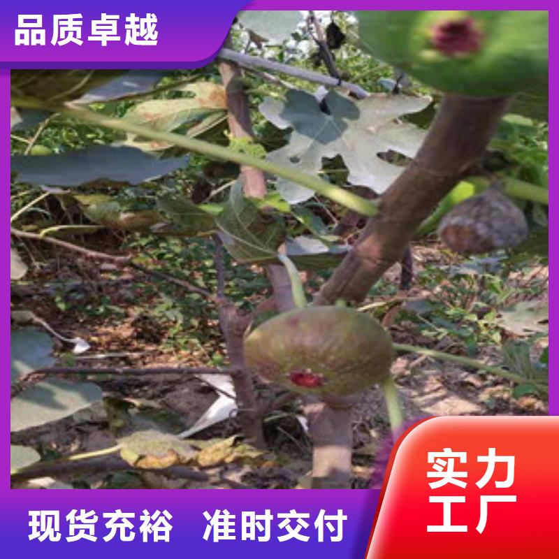 信誉好的无花果苗公司