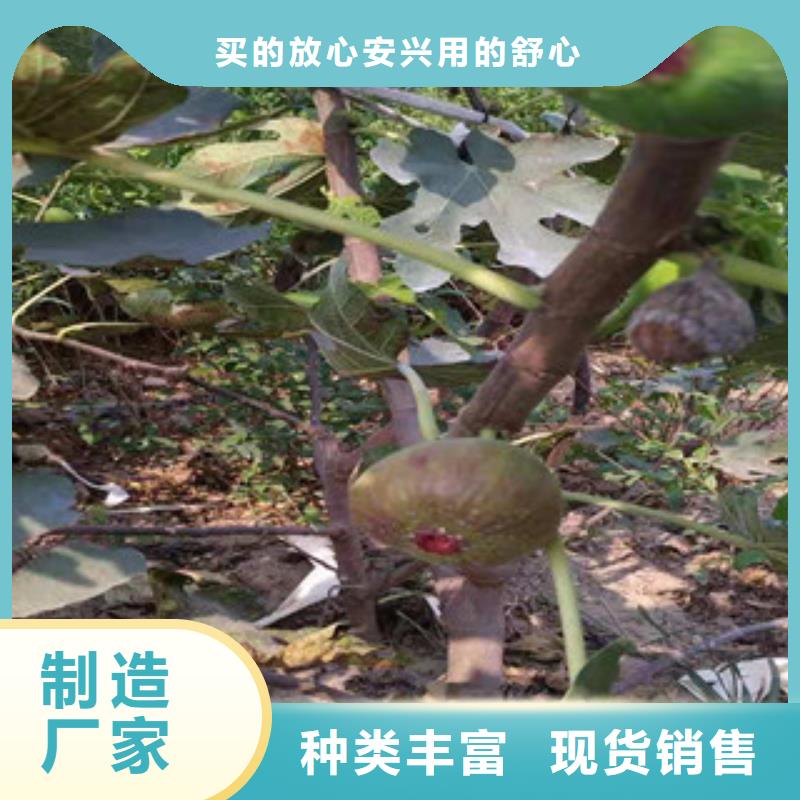 发货及时的无花果苗生产厂家本地品牌