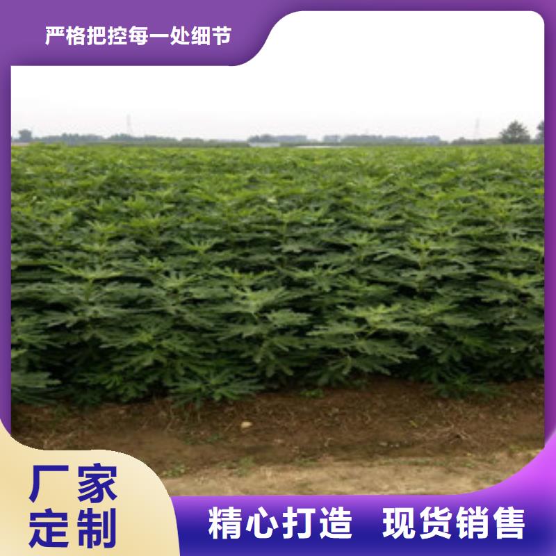 无花果苗厂家-无花果苗定制