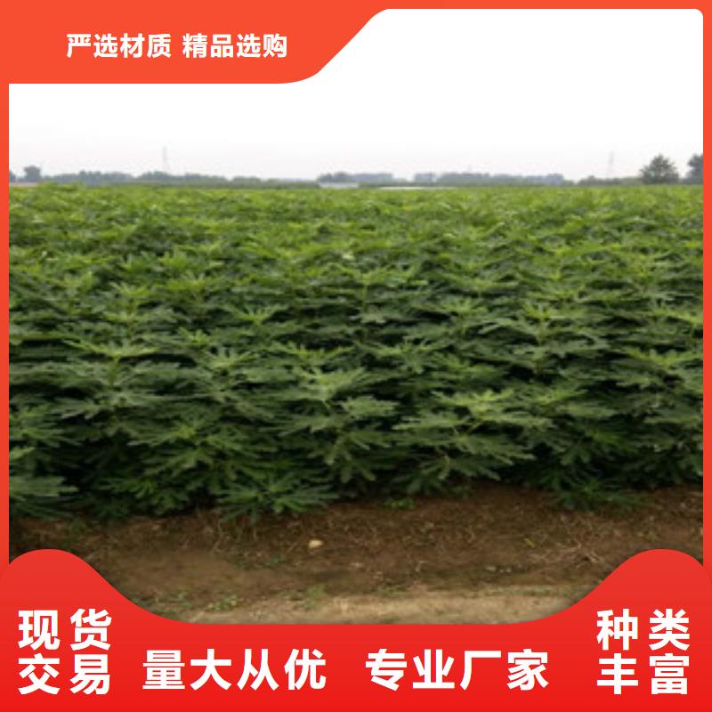 #无花果苗#-生产厂家