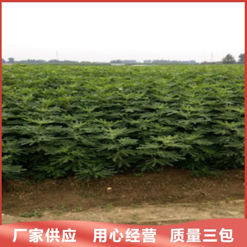 无花果苗材质