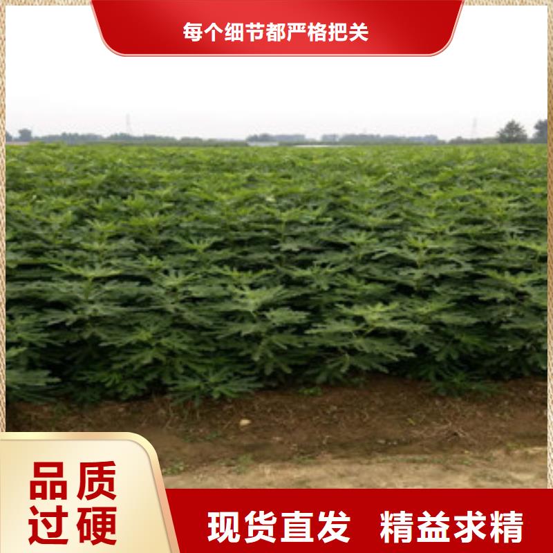 #无花果苗#-质优价廉同城服务商