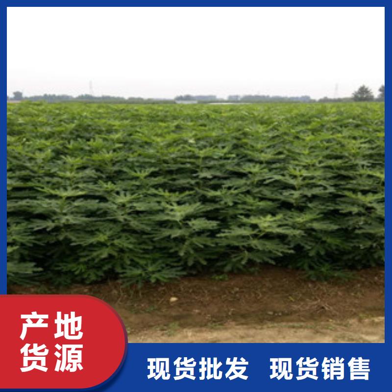 关于无花果苗的小知识