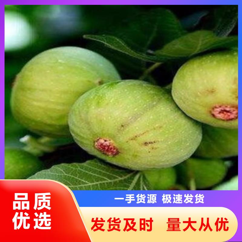 无花果苗优惠幅度大本地服务商
