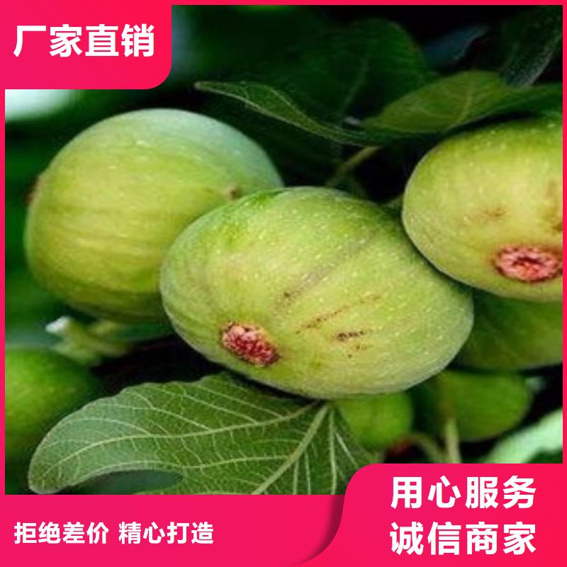 无花果苗真诚的服务