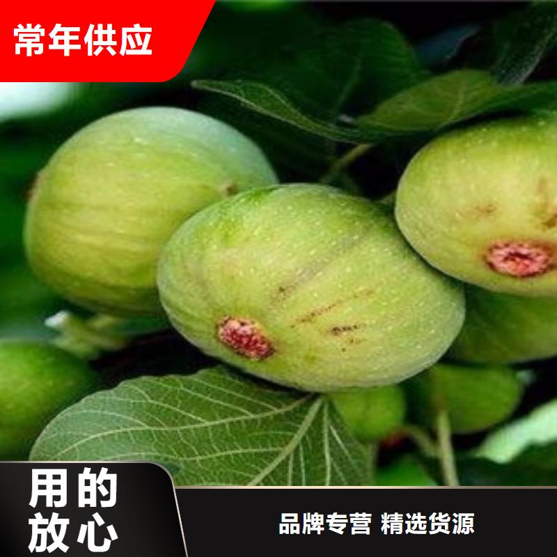 无花果苗货源稳定好品质经得住考验