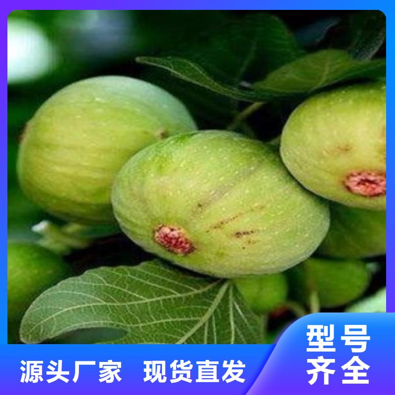 无花果苗现货上市同城生产厂家