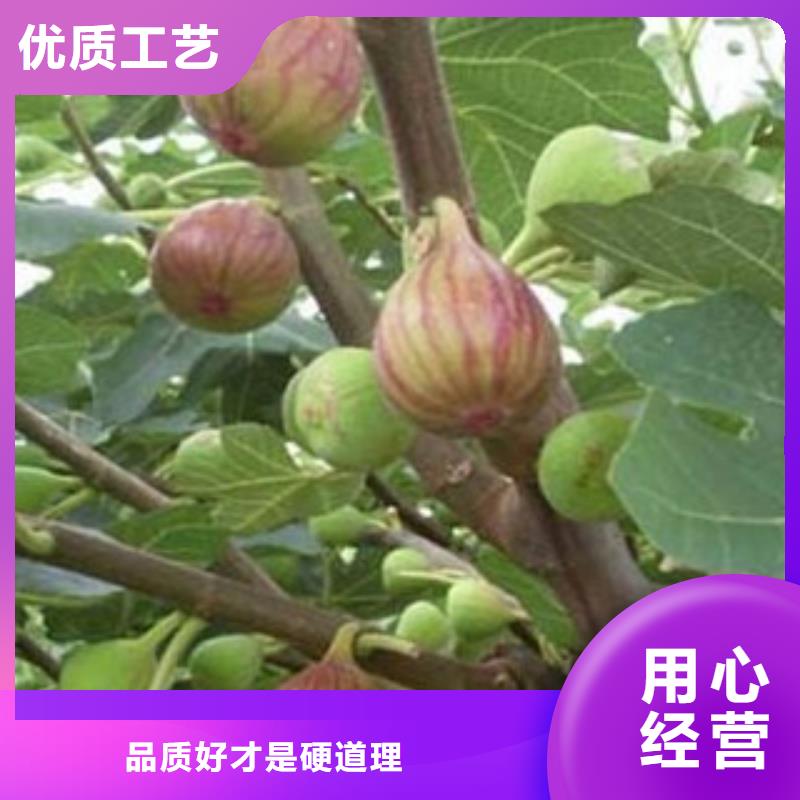 无花果苗全国配送严格把控每一处细节