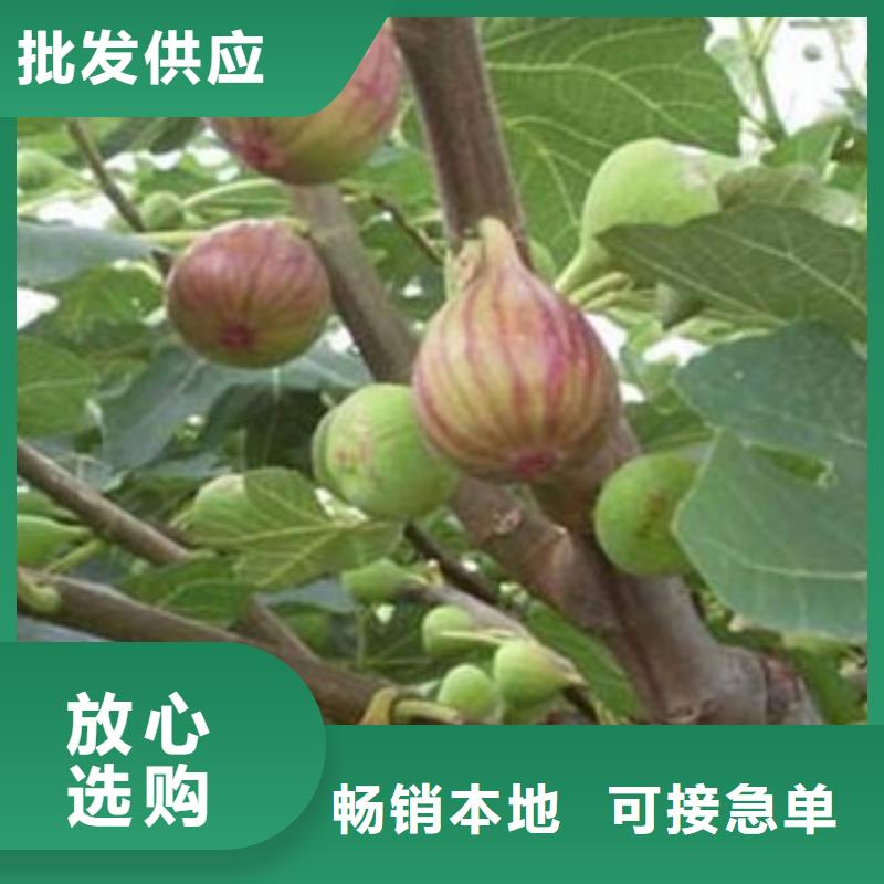 无花果苗承接公司品质不将就