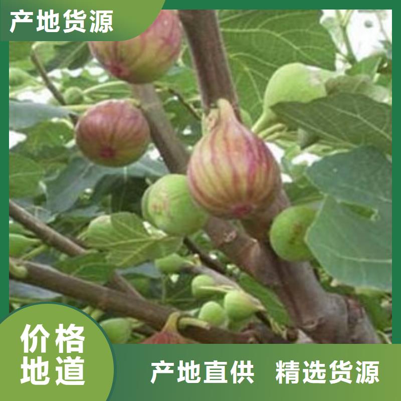 无花果苗好口碑当地货源
