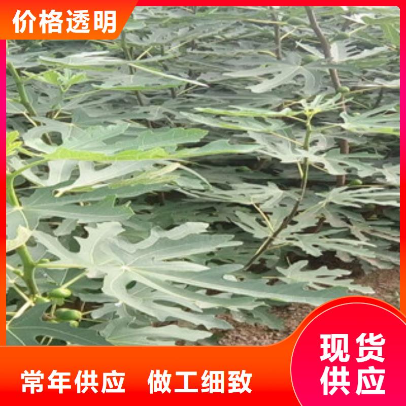 无花果苗厂家价格公道同城生产厂家