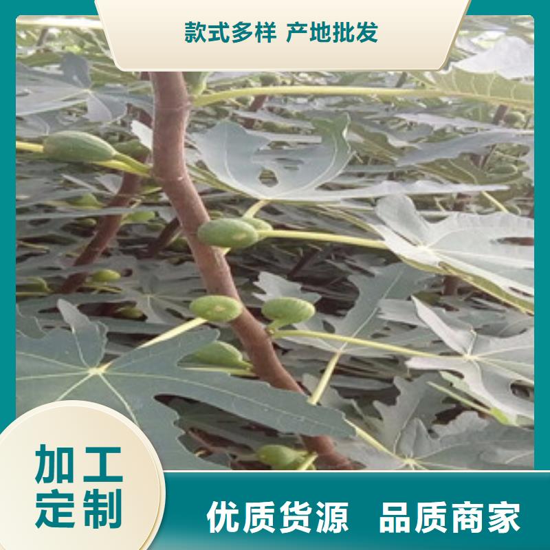 无花果苗厂家品质可靠定制速度快工期短