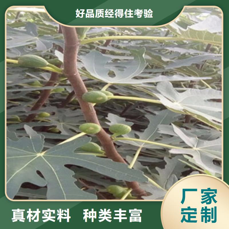 无花果苗-本地厂家