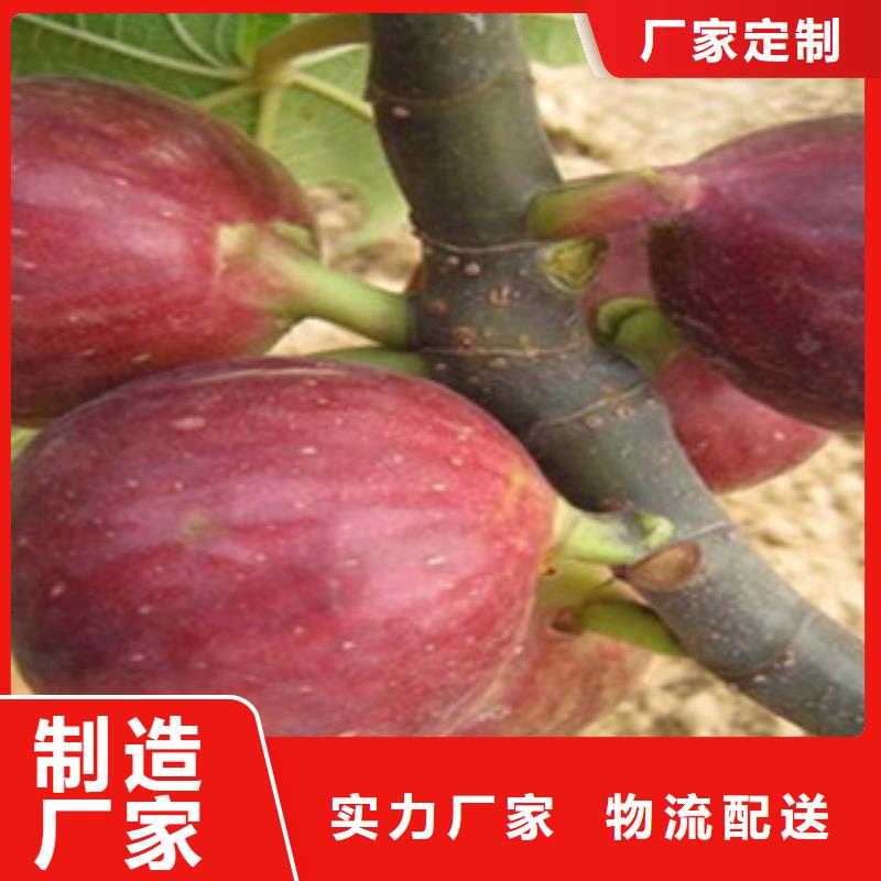 生产无花果苗的经销商