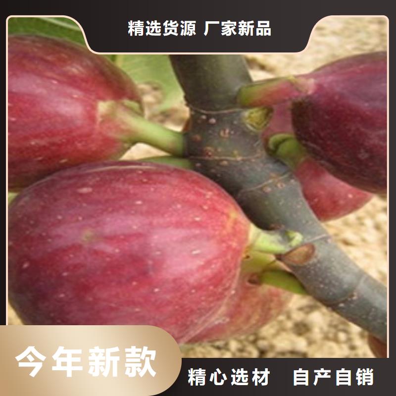 无花果苗_欢迎致电当日价格