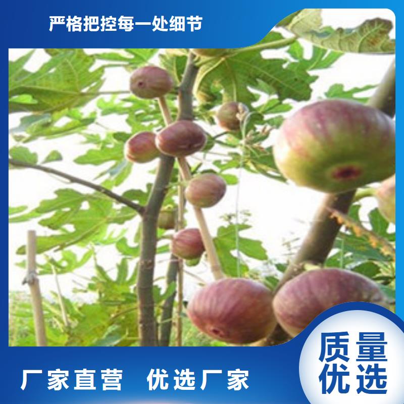 口碑好的无花果苗厂家