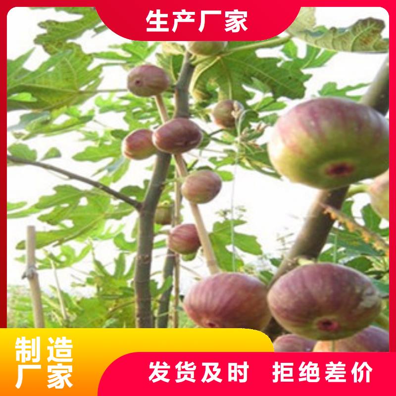 无花果苗真诚的服务