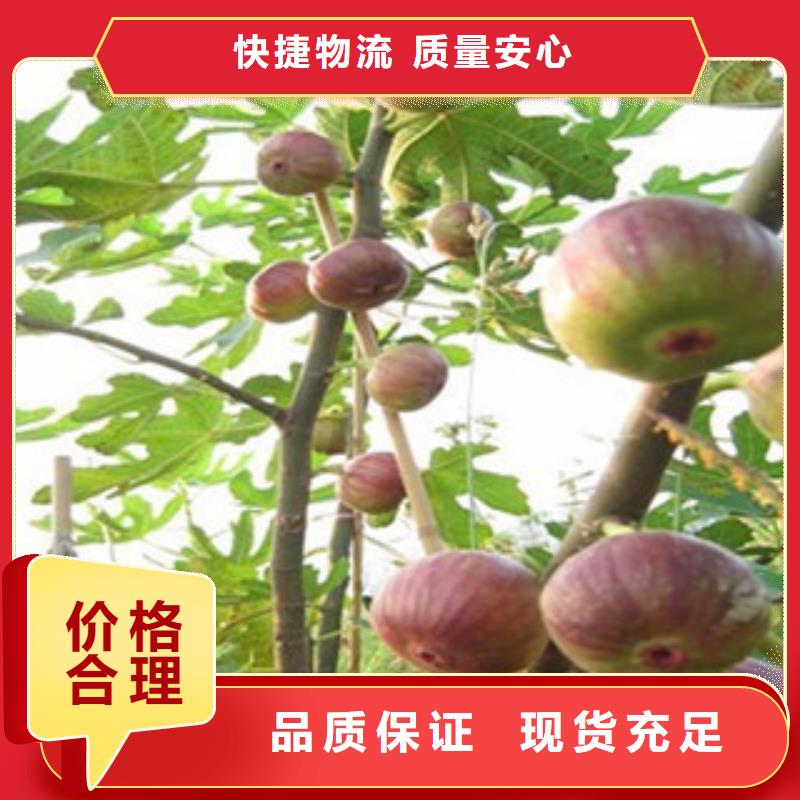 无花果苗好货不怕比