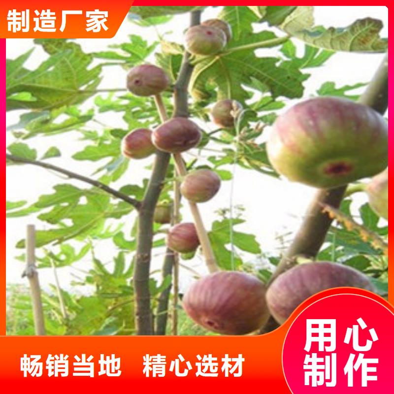 无花果苗品牌-报价源头把关放心选购