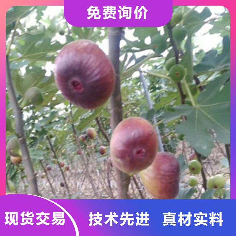 无花果苗厂家-无花果苗定制