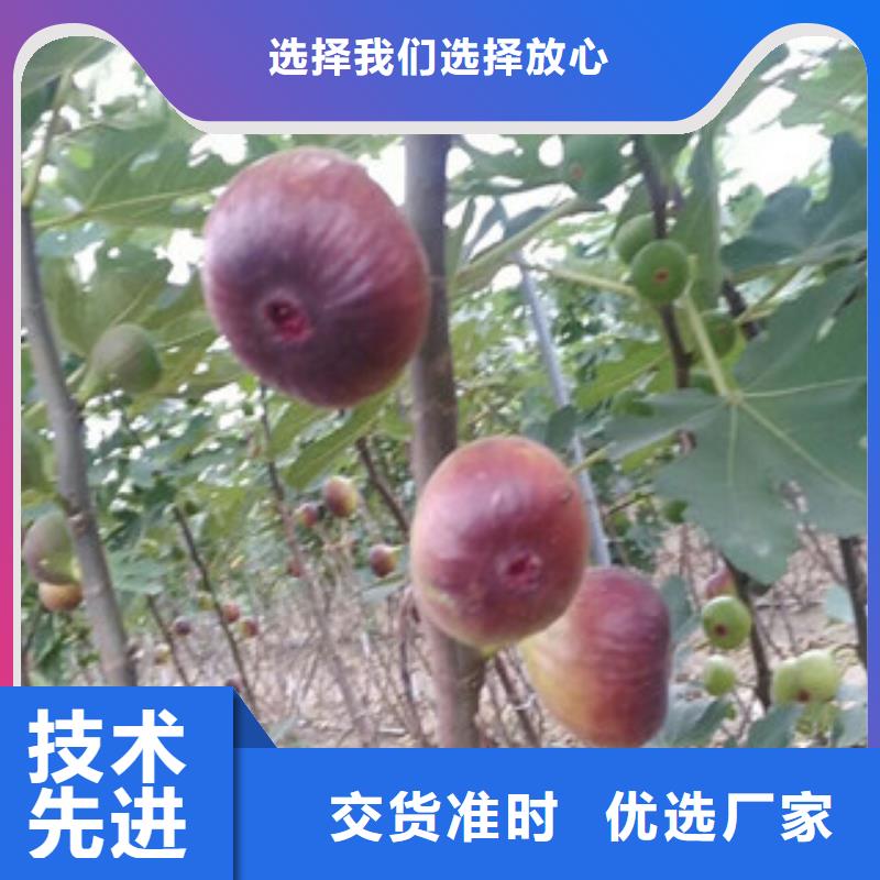 生产无花果苗的经销商