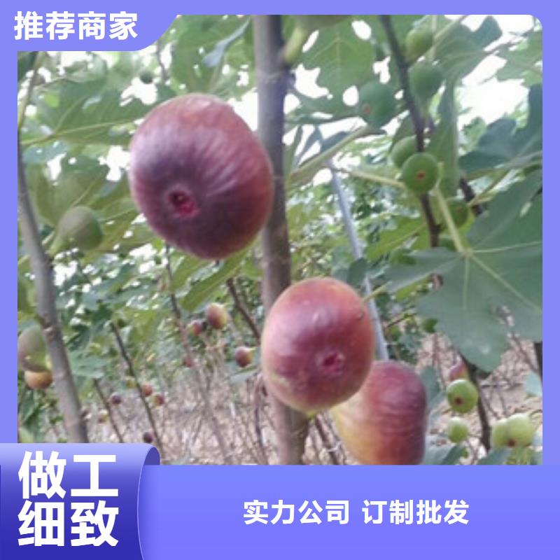 发货及时的无花果苗公司用的放心